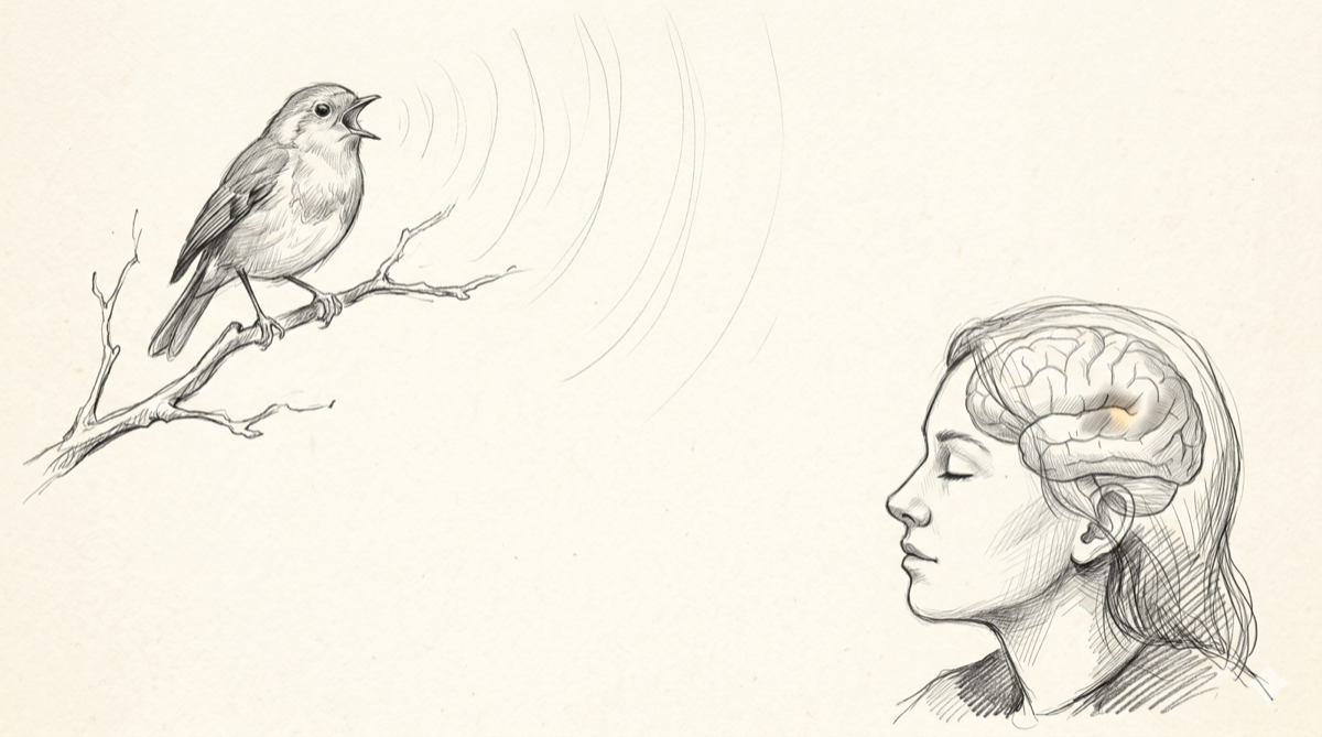 Eine Bleistiftzeichnung eines Singvogels auf einem Ast, von dessen Schnabel feine Schallwellen zu einer ruhigen menschlichen Silhouette im Profil ziehen.
